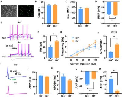 Oxaliplatin Depolarizes the IB4– Dorsal Root Ganglion Neurons to Drive the Development of Neuropathic Pain Through TRPM8 in Mice